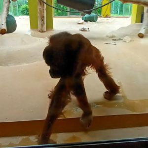 Sumatran Orang Utan