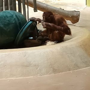 Young Sumatran Orang Utan
