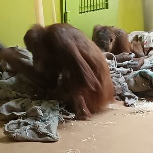 Sumatran Orang Utans