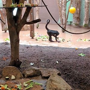 Colombian black headed Spider Monkeys