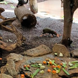 Colombian black headed Spider Monkeys and Azaras Agouti