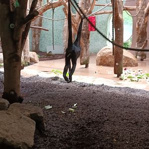 Colombian black headed Spider Monkey