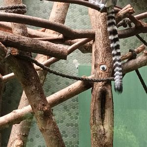 Ring tailed Lemur