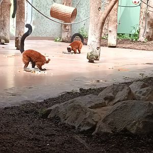 Red ruffed Lemurs
