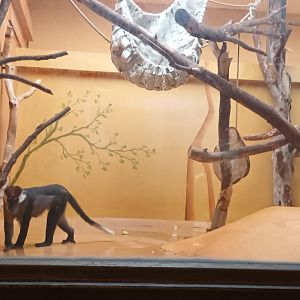 Cherry crowned Mangabey