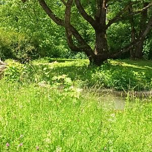 Agile Wallaby Enclosure