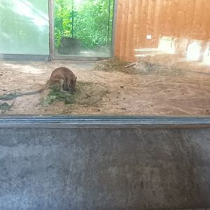 Second part of Agile Wallaby indoor Enclosure