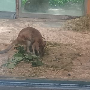 young Agile Wallaby
