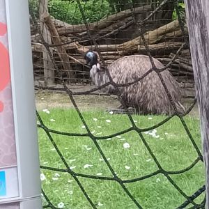 Emu