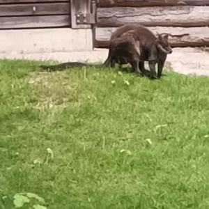 Swamp Wallaby