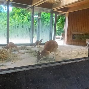 Red Kangaroo indoor Enclosure