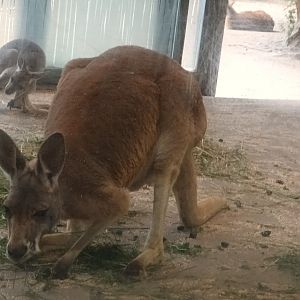 Red Kangaroos