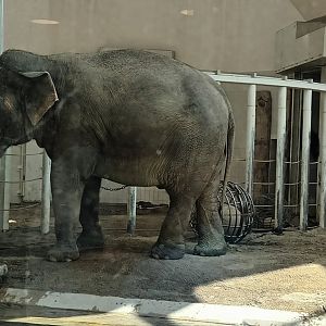 Female Asian Elephant