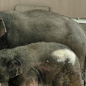 Otto meets Gajendrah