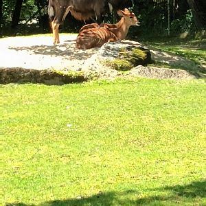 Male and female Nyala