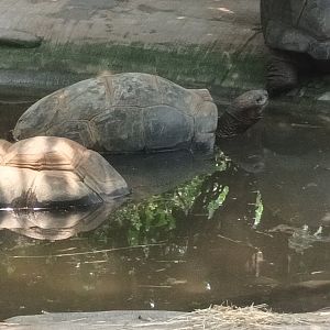 Aldabra giant Tortoises