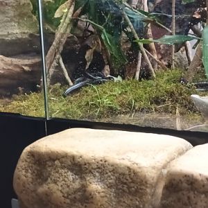 African giant Millipedes