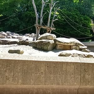 Hamadryas Baboon Enclosure