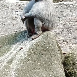 Male Hamadryas Baboon