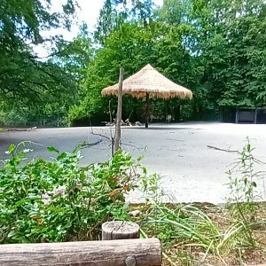 New Hartmanns Mountain Zebra Enclosure