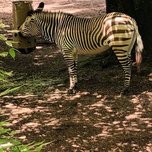 Hartmanns Mountain  Zebra