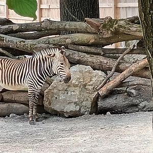 Hartmanns Mountain Zebra