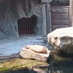 Female South american sea Lion