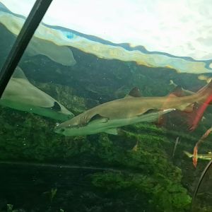 Shark ID help please. [Shark encounter]