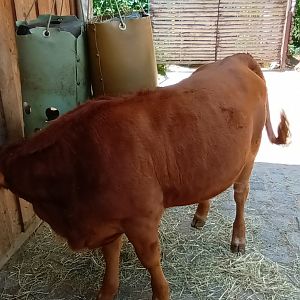 Murnau Werdenfelser Cattles