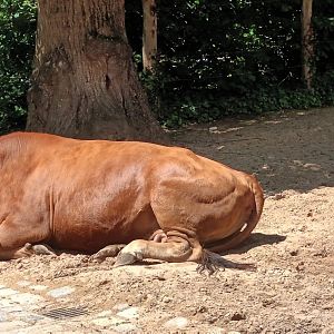 Murnau Werdenfelser Cattle
