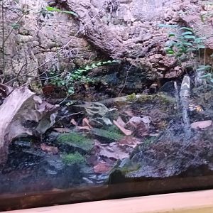 European fiery Salamander Habitat