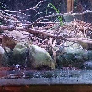 European green Toad Habitat