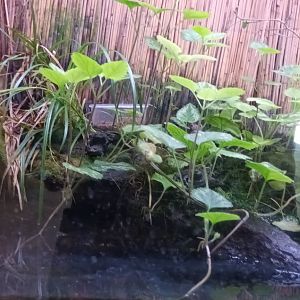 Yellow bellied Toad Habitat