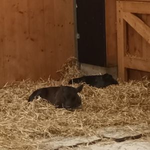 Dahomey dwarf Cattle Calves