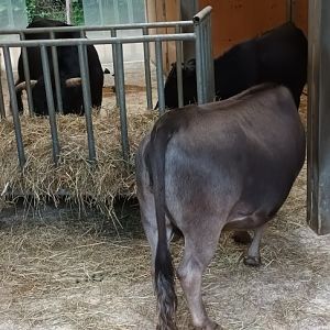 Dahomey dwarf Cattles