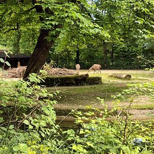 Chital Deer and Nilgai Enclosure