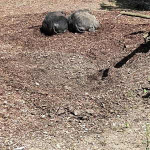 Visayan warty Pigs