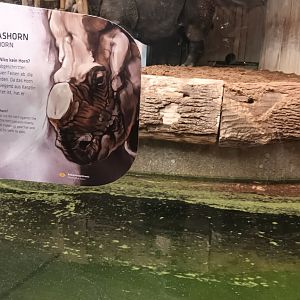 Sign about Niko the hornless Rhinoceros