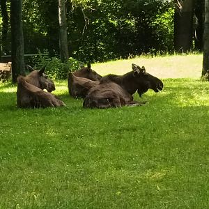 European Moose Herd