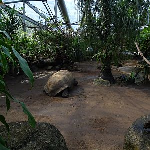Schildkrötenhaus; enclosure for Aldabra giant tortoise