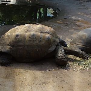Aldabra giant tortoise (Aldabrachelys gigantea)