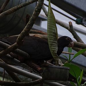 Eastern vasa parrot (Coracopsis vasa vasa)