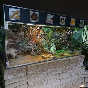Schildkrötenhaus; terrarium for Egyptian tortoise