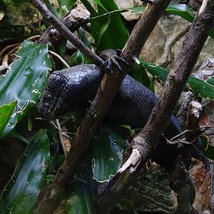 Prehensile-tailed skink (Corucia zebrata)