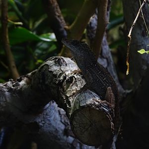 Cuban brown anole (Anolis sagrei)