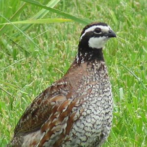 Northern Bobwhite