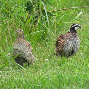 Northern Bobwhites
