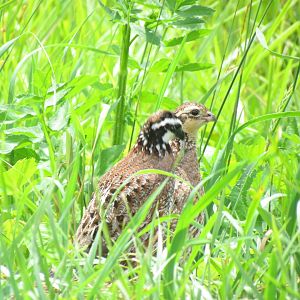 Northern Bobwhites