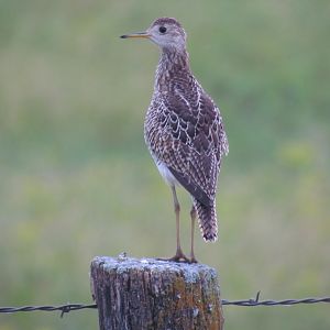 Upland Sandpiper
