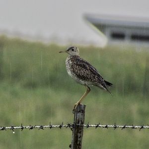 Upland Sandpiper